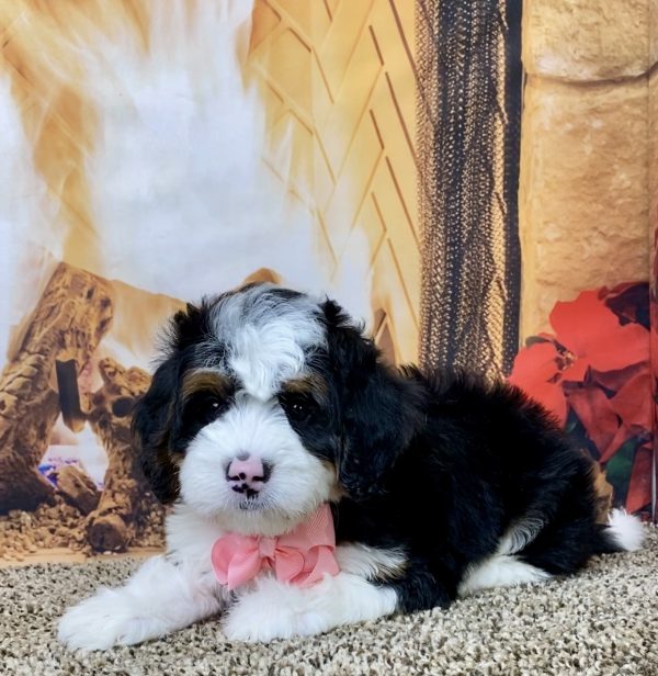 Ms. Abby the Mini-Bernedoodle - Image 5