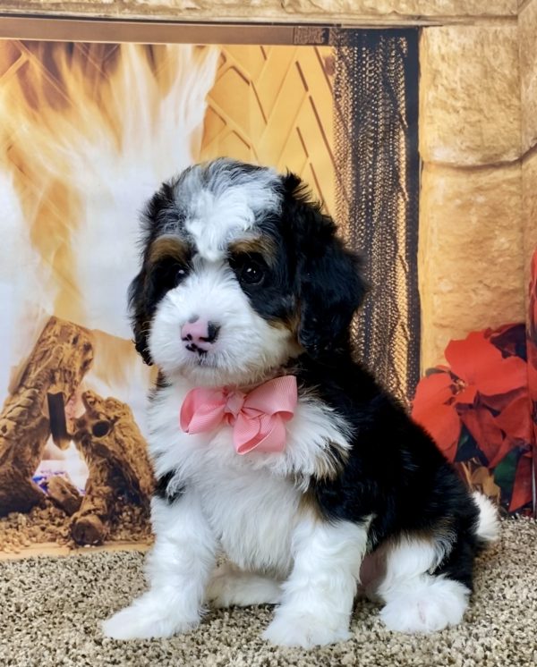 Ms. Abby the Mini-Bernedoodle - Image 6