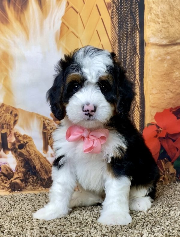 Ms. Abby the Mini-Bernedoodle