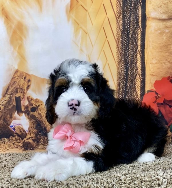 Ms. Abby the Mini-Bernedoodle - Image 7