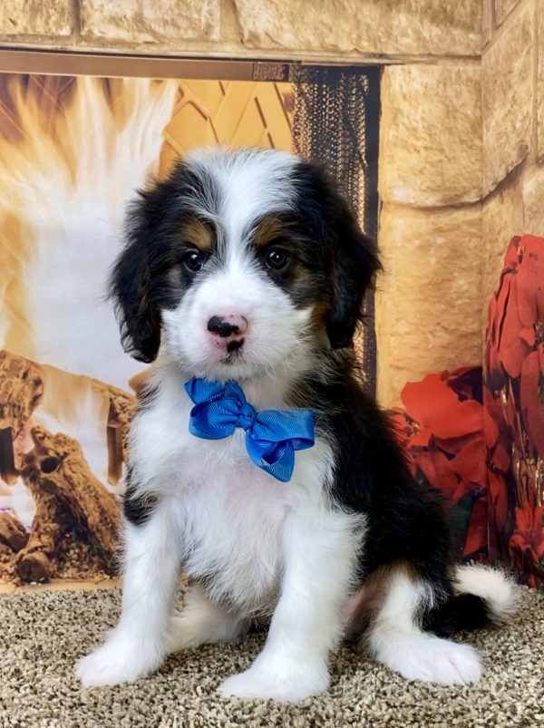 Mr. Alex the Mini-Bernedoodle