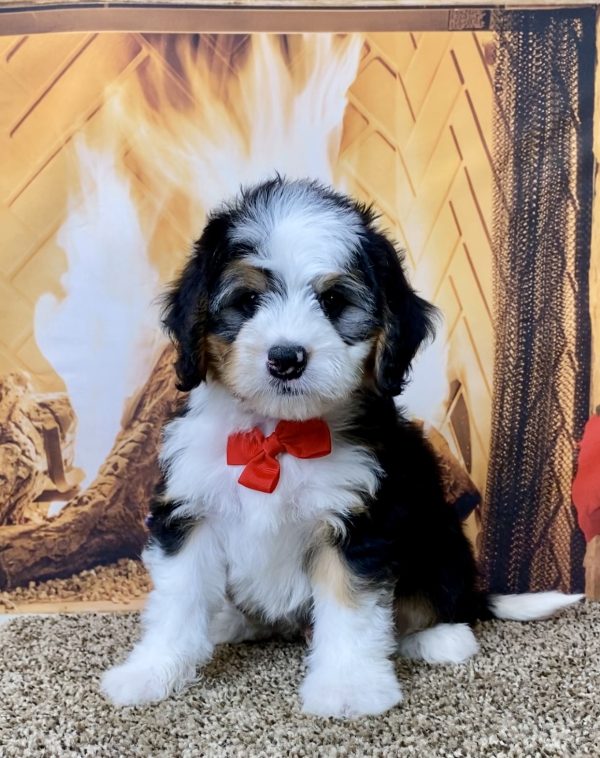 Mr. Asher the Mini-Bernedoodle