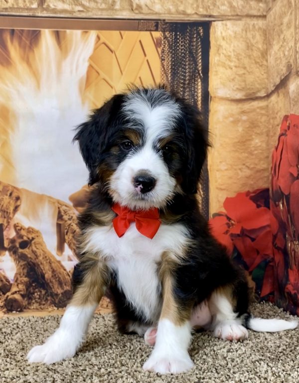 Mr. Allen the Mini-Bernedoodle