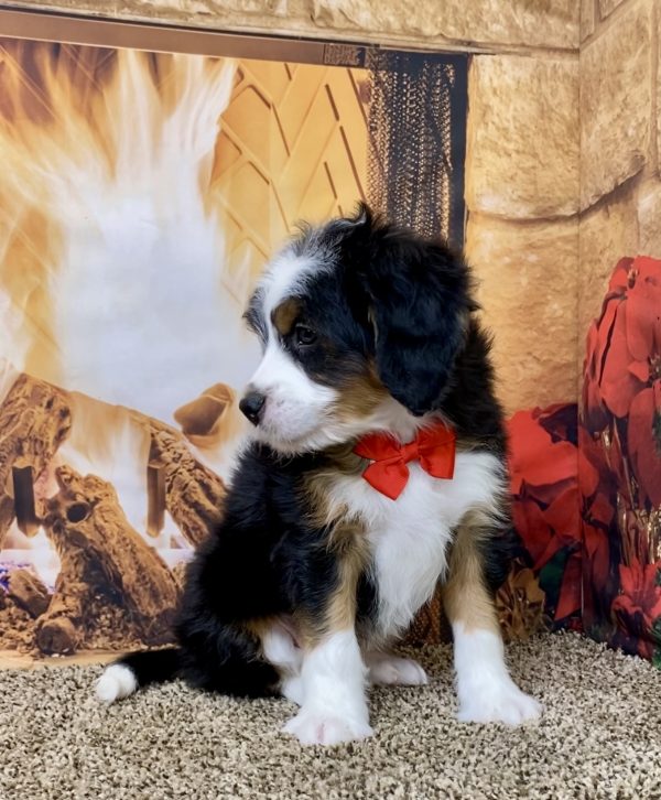 Mr. Allen the Mini-Bernedoodle - Image 7