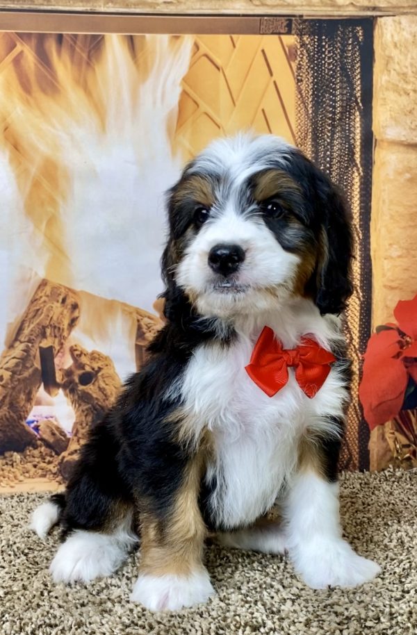 Mr. Arnold the Mini-Bernedoodle