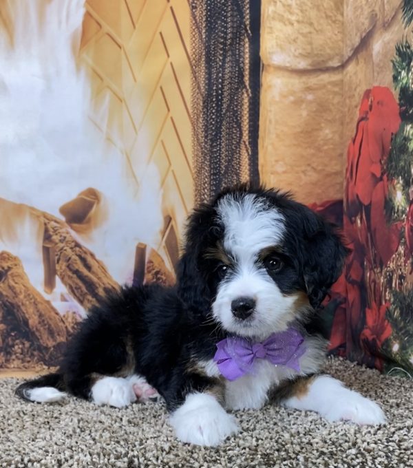 Ms. Angel the Mini-Bernedoodle - Image 3