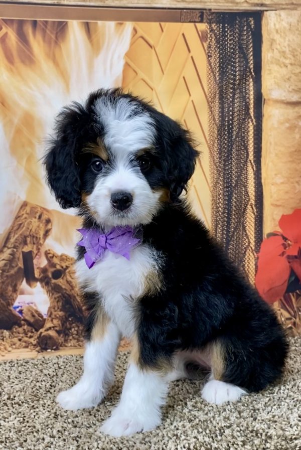 Ms. Angel the Mini-Bernedoodle