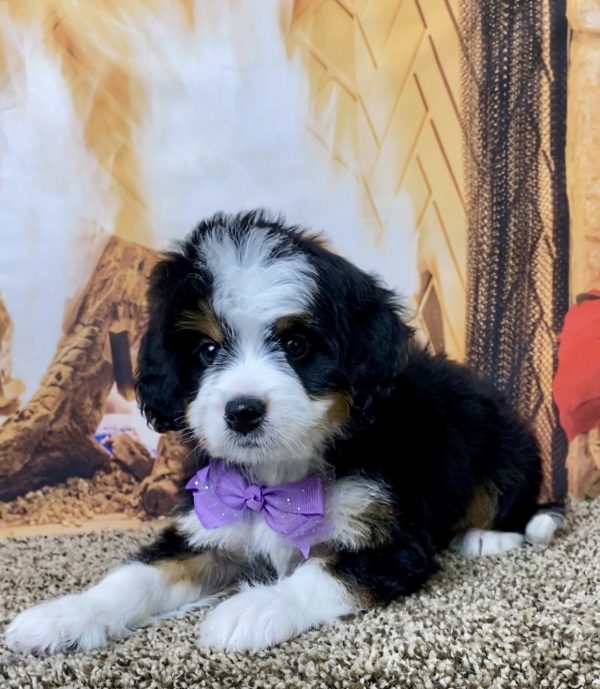 Ms. Angel the Mini-Bernedoodle - Image 6