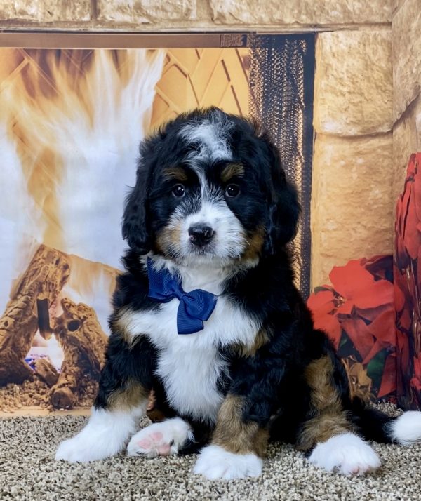 Mr. Conrad the Mini-Bernedoodle