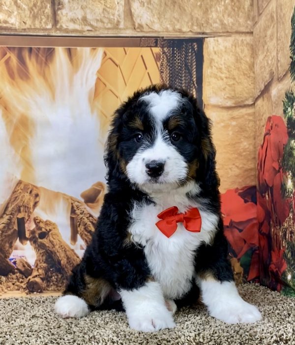 Mr. Coby the Mini-Bernedoodle