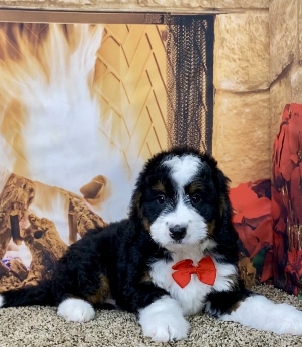 Mr. Coby the Mini-Bernedoodle - Image 5