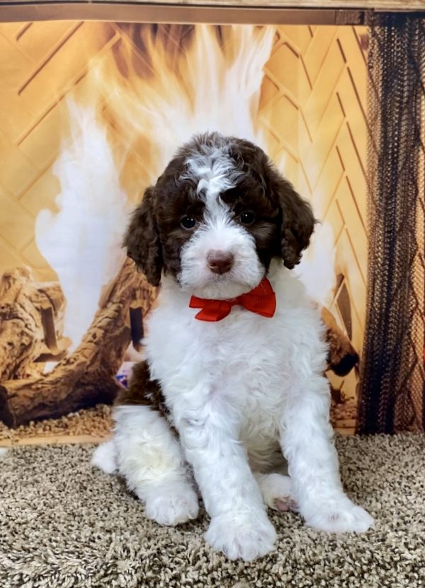 Mr. Gabe the F1B Mini-Bernedoodle