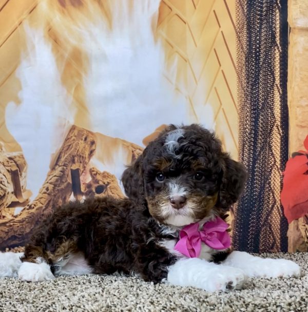 Ms. Gloria the F1B Mini-Bernedoodle - Image 2