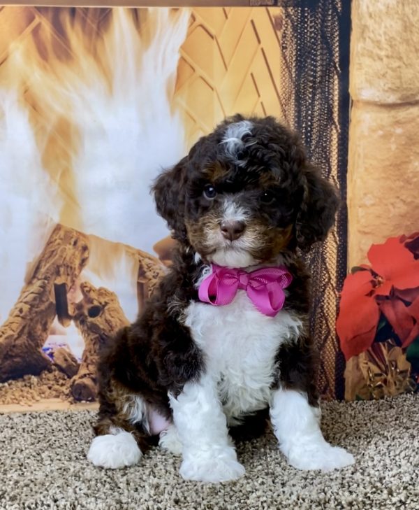 Ms. Gloria the F1B Mini-Bernedoodle