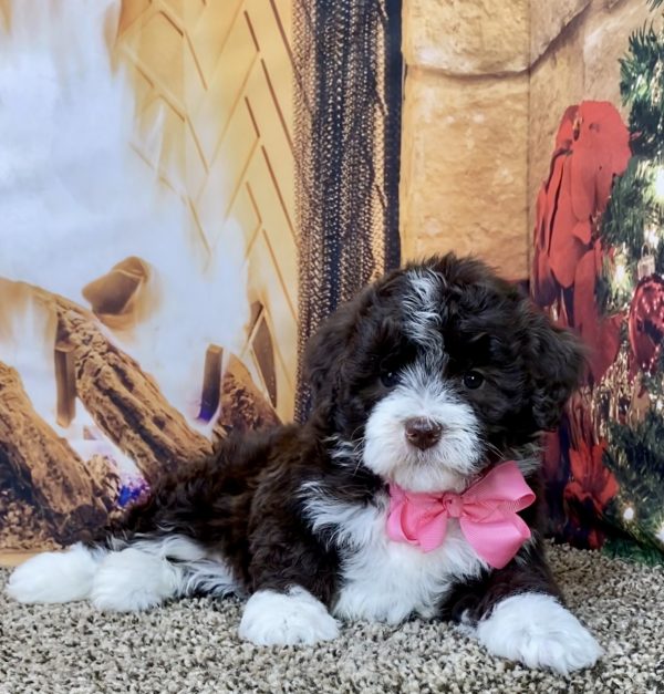 Ms. Grace the F1B Mini-Bernedoodle - Image 2