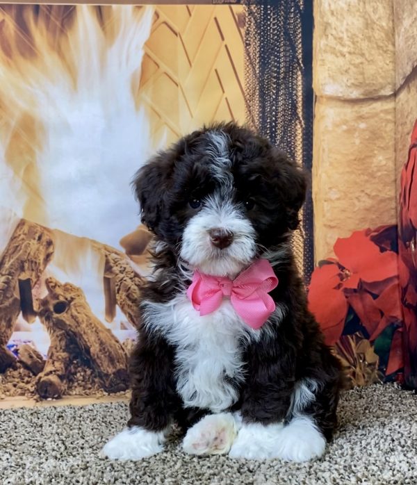 Ms. Grace the F1B Mini-Bernedoodle