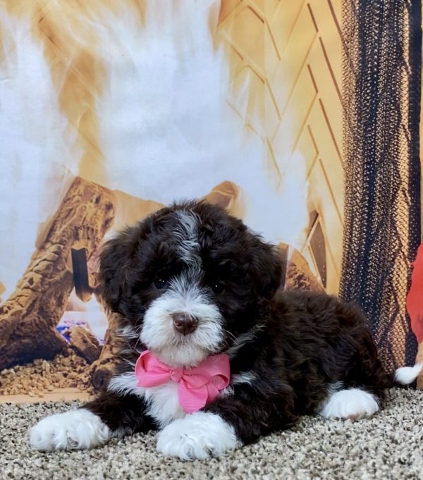 Ms. Grace the F1B Mini-Bernedoodle - Image 3