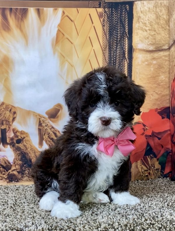 Ms. Grace the F1B Mini-Bernedoodle - Image 5