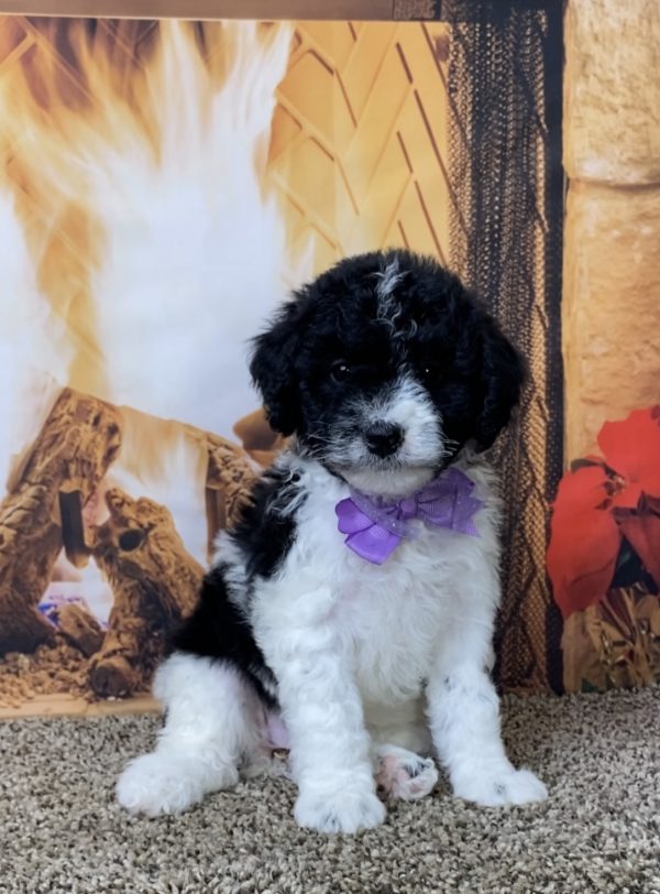 Ms. Gina the F1B Mini-Bernedoodle