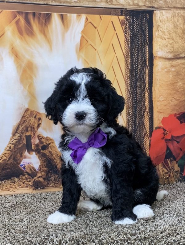 Ms. Geneva the F1B Mini-Bernedoodle