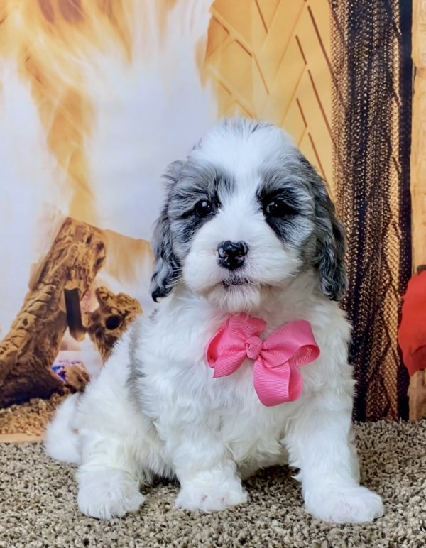 Ms. Genesis the F1B Mini-Bernedoodle