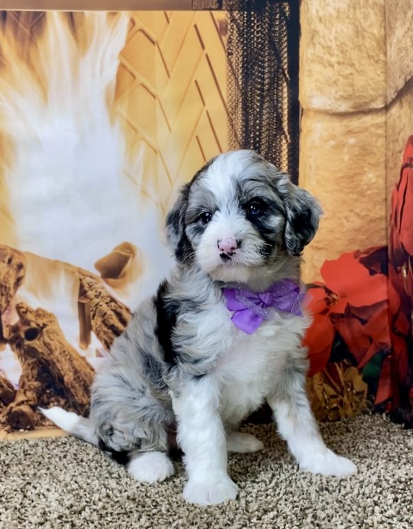 Ms. Ginger the F1B Mini-Bernedoodle - Image 3