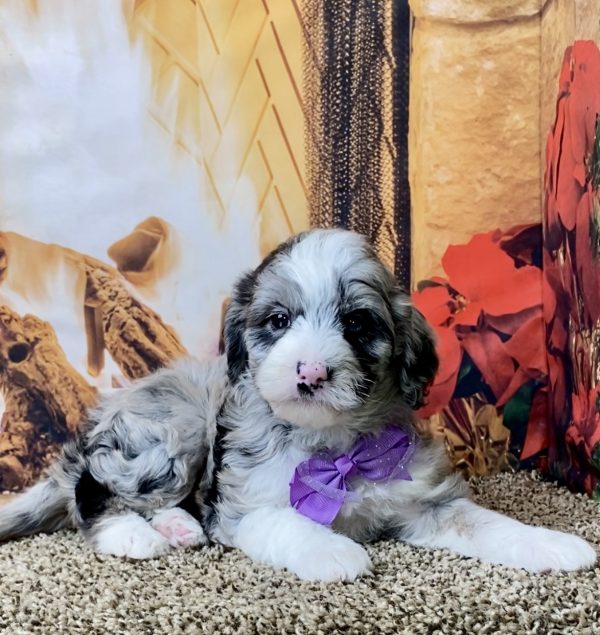 Ms. Ginger the F1B Mini-Bernedoodle - Image 4