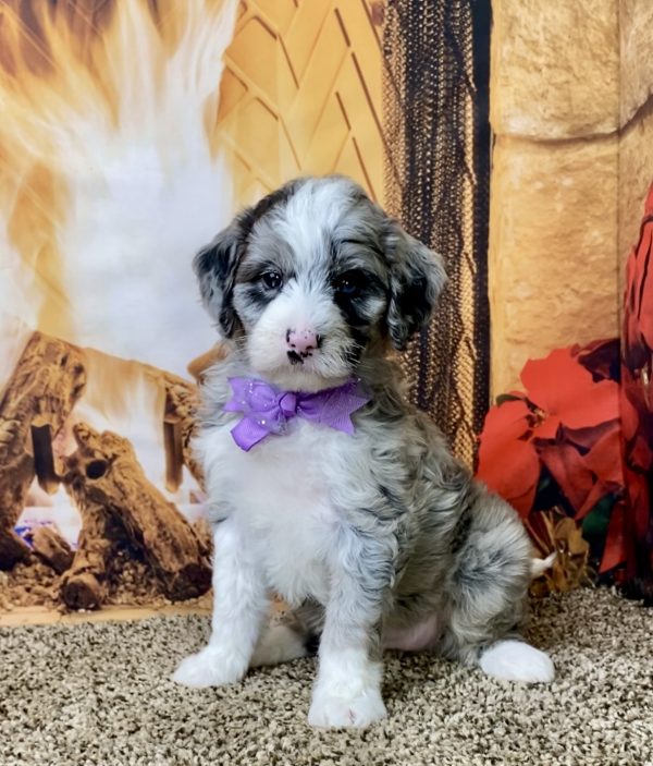 Ms. Ginger the F1B Mini-Bernedoodle