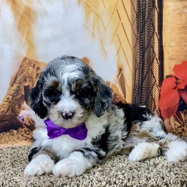 Ms. Giggles the F1B Mini-Bernedoodle - Image 6