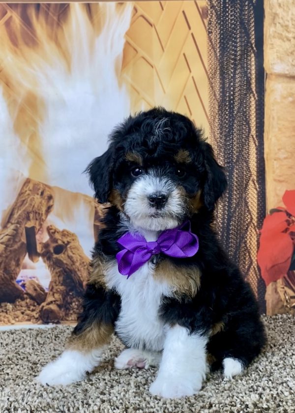 Ms. Mia the F1B Micro Mini-Bernedoodle