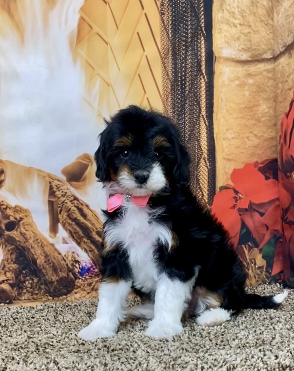 Ms. Mercy the F1B Micro Mini-Bernedoodle