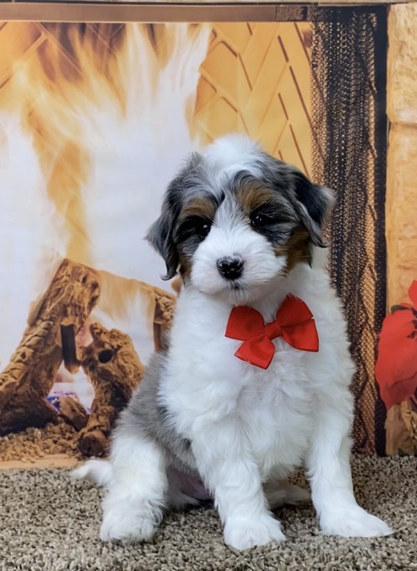 Mr. Mars the F1B Micro Mini-Bernedoodle