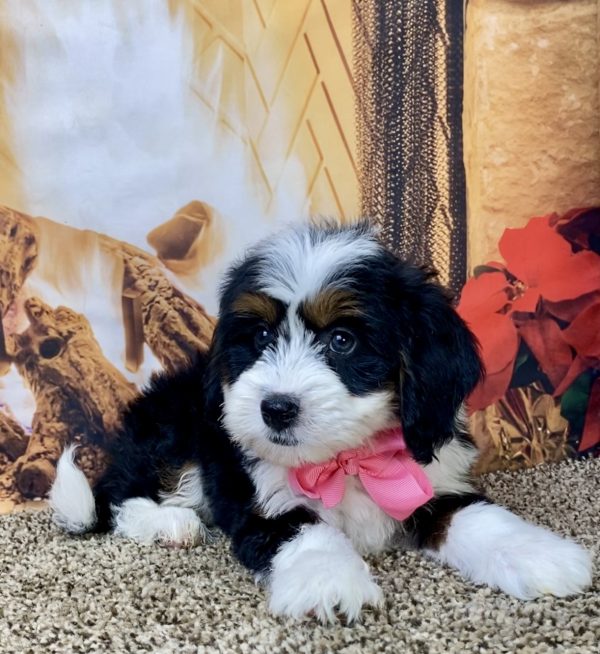 Ms. Dixie the Mini-Bernedoodle - Image 2