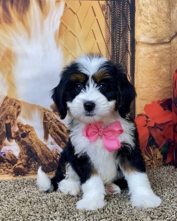 Ms. Dixie the Mini-Bernedoodle