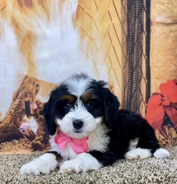 Ms. Dixie the Mini-Bernedoodle - Image 3