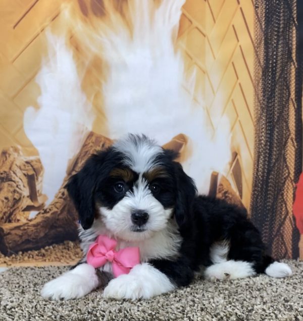 Ms. Dixie the Mini-Bernedoodle - Image 4