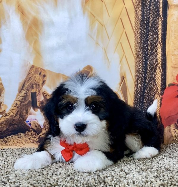 Mr. DuraMax the Mini-Bernedoodle - Image 2