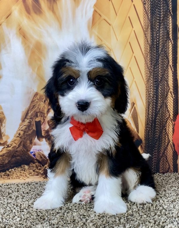 Mr. DuraMax the Mini-Bernedoodle