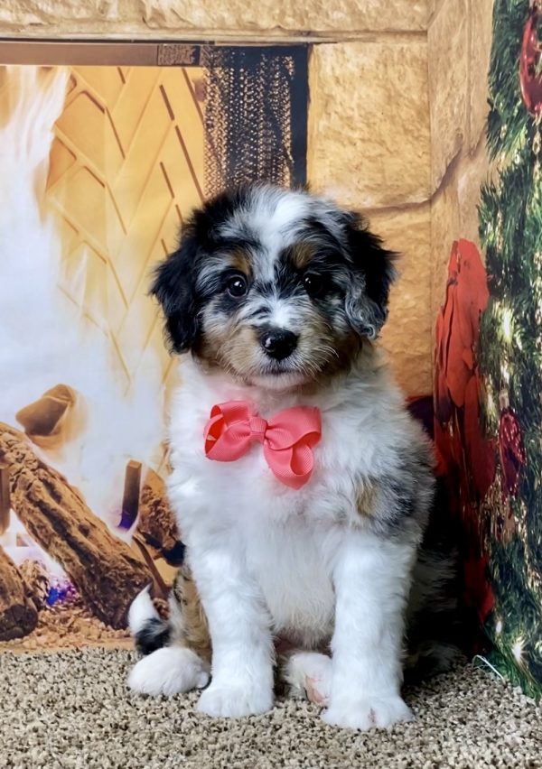 Ms. Willow the Mini-Bernedoodle