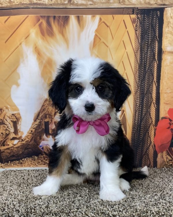 Ms. Daffodil the Mini-Bernedoodle