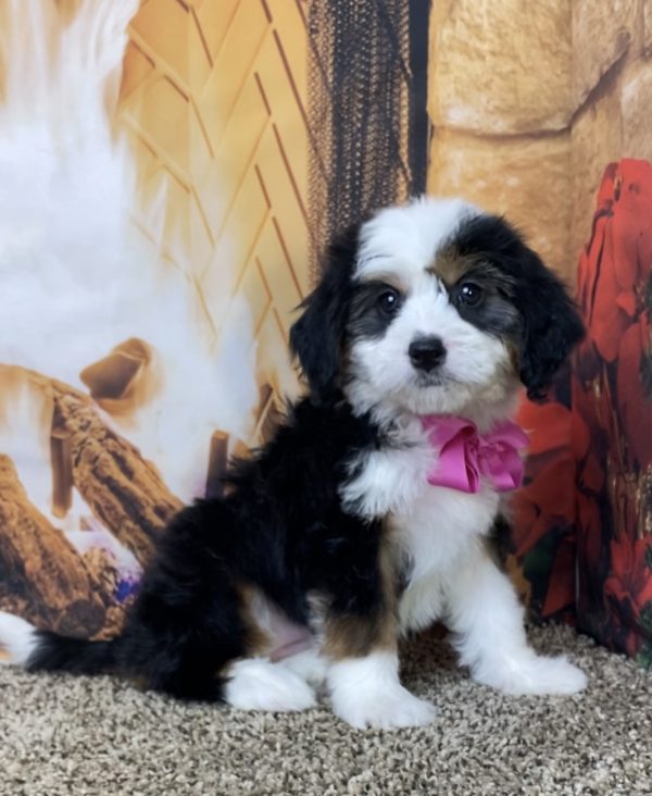 Ms. Daffodil the Mini-Bernedoodle - Image 6