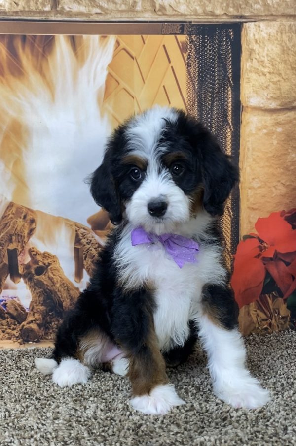 Ms. Daisy the Mini-Bernedoodle