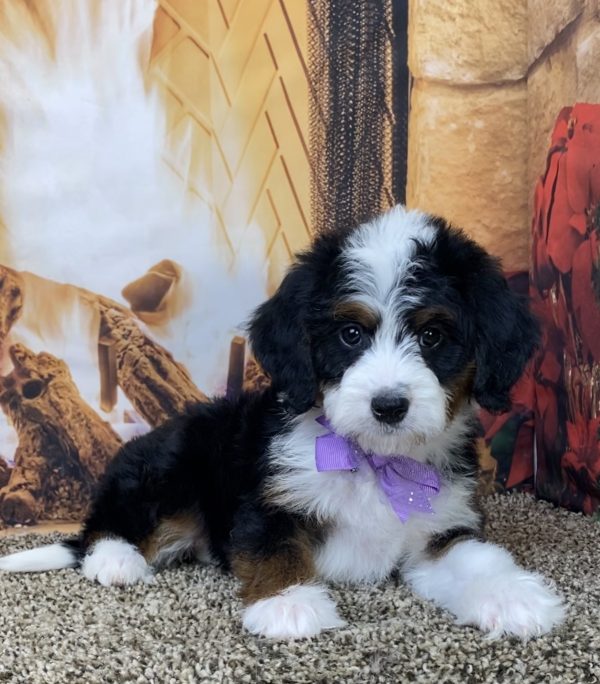 Ms. Daisy the Mini-Bernedoodle - Image 3