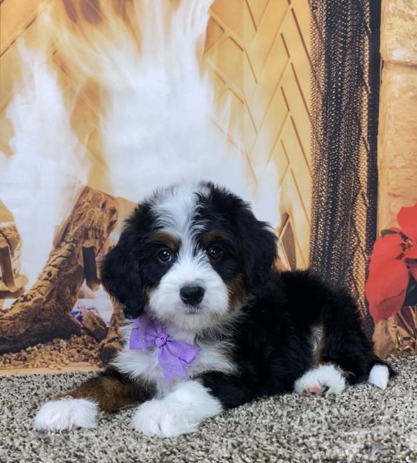 Ms. Daisy the Mini-Bernedoodle - Image 5