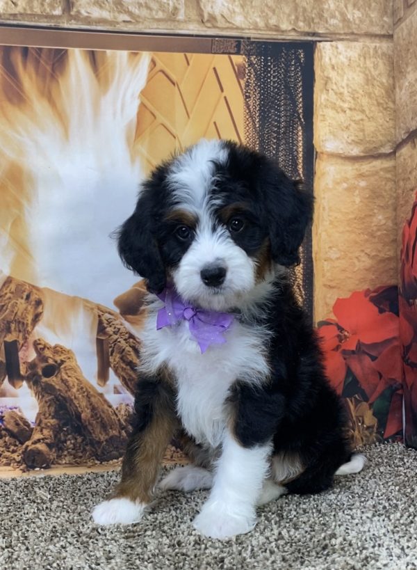 Ms. Daisy the Mini-Bernedoodle - Image 6