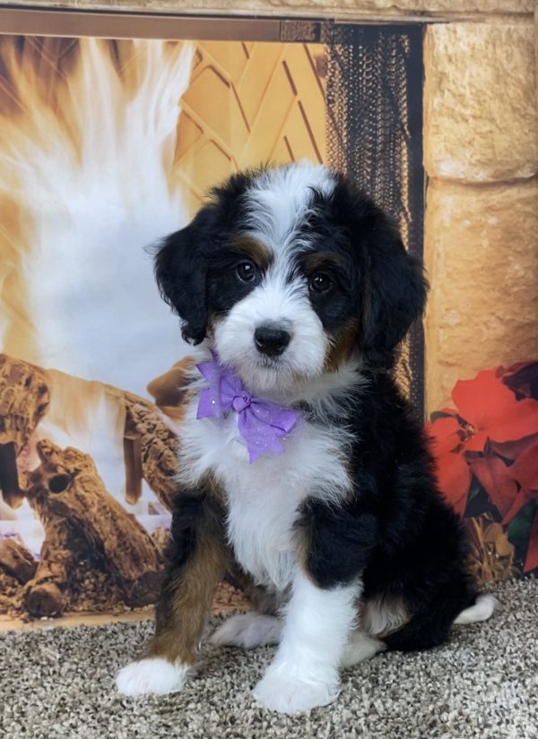 Ms. Daisy the Mini-Bernedoodle - Image 7