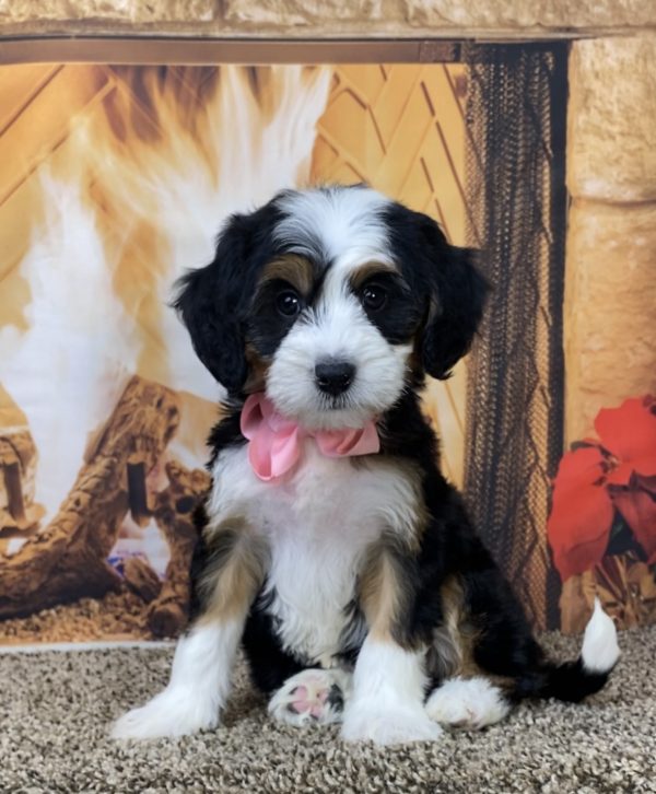 Ms. Debra the Mini-Bernedoodle