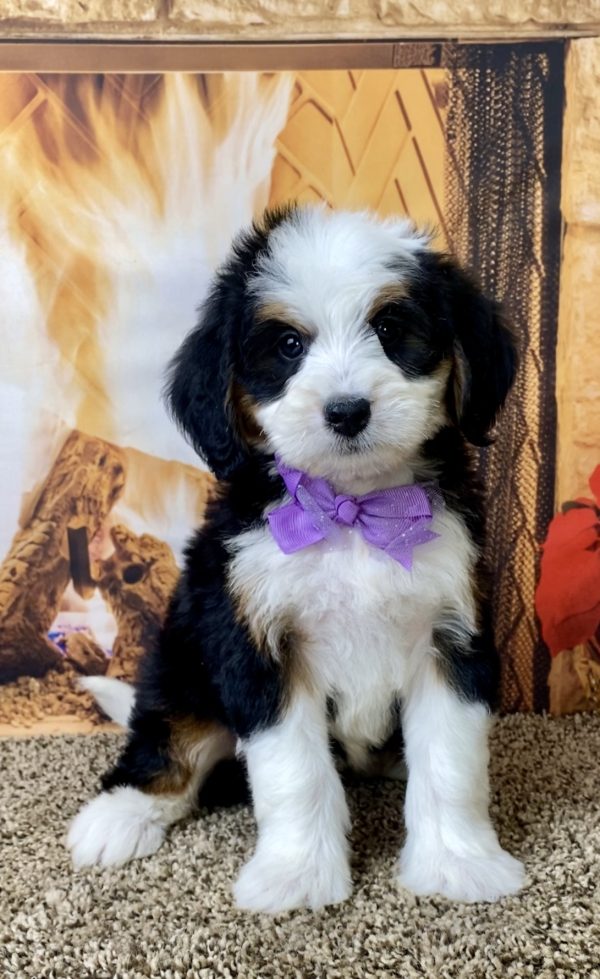 Ms. Delilah the Mini-Bernedoodle - Image 2