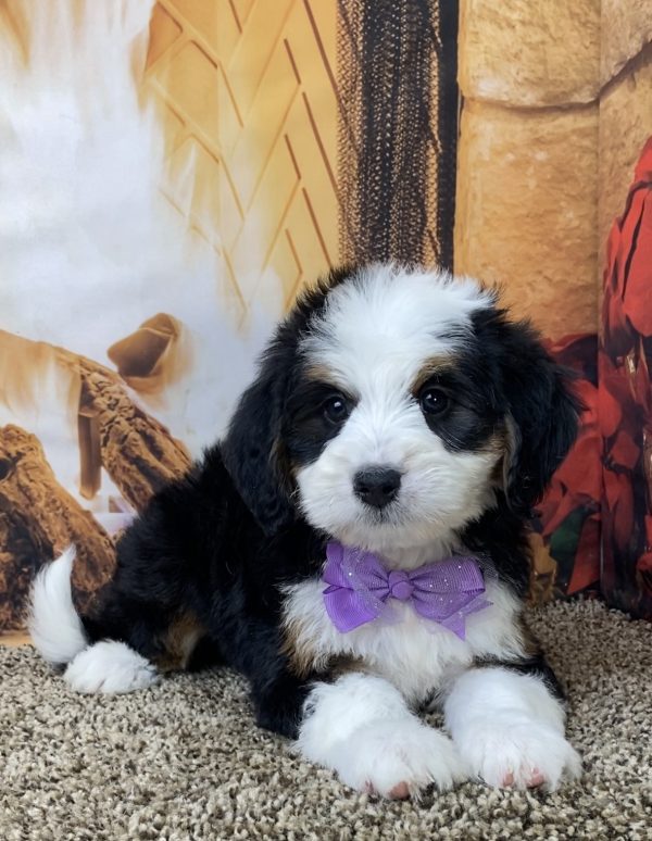 Ms. Delilah the Mini-Bernedoodle - Image 3