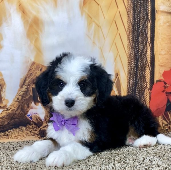 Ms. Delilah the Mini-Bernedoodle - Image 4